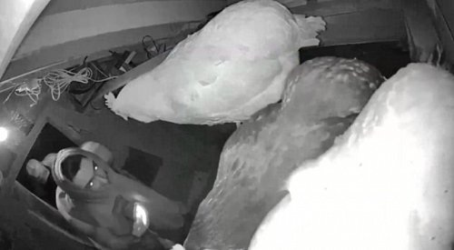 Thieves break into coop at BC home and steal pet chicken Snowflake