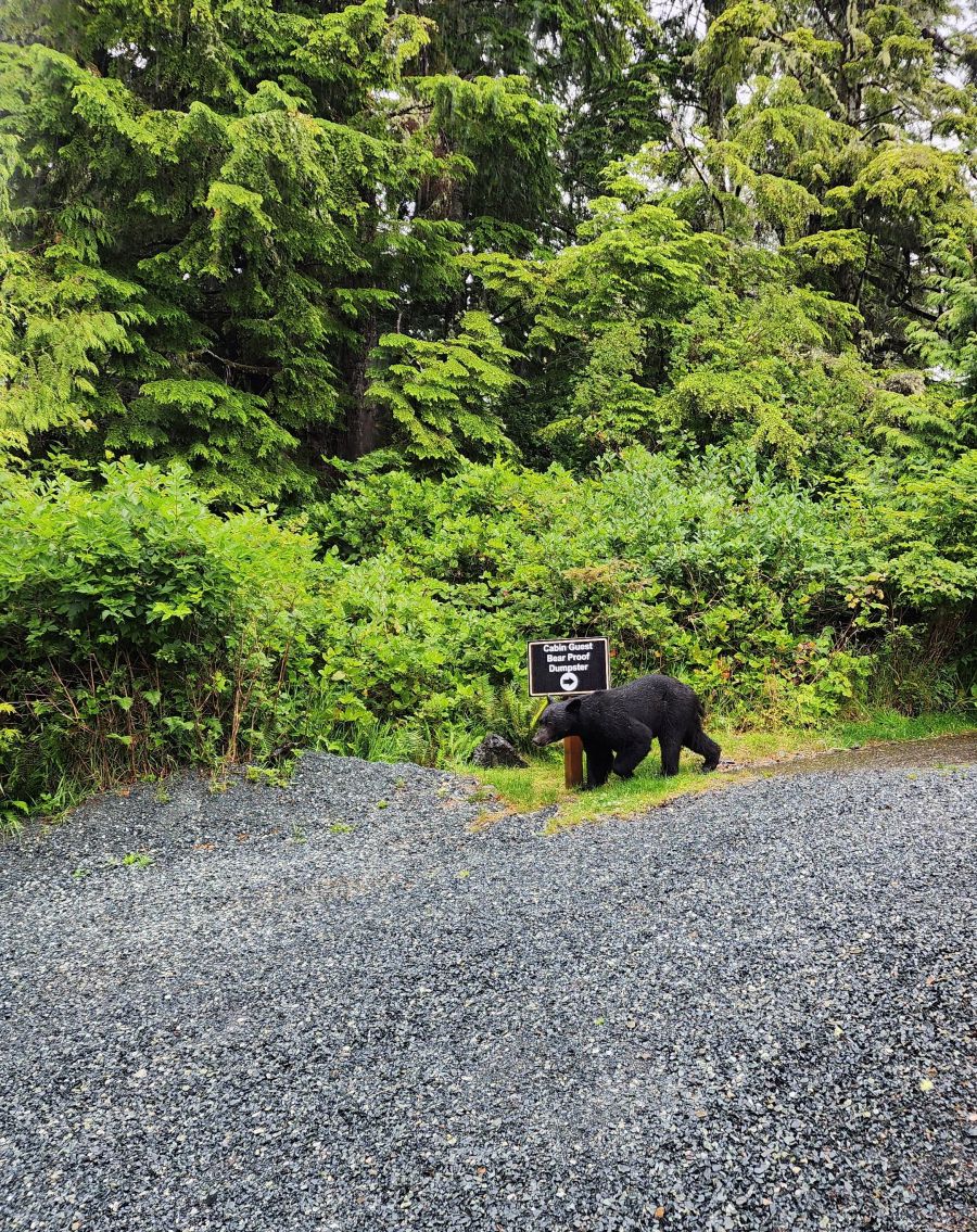 <who> Photo Credit: Jenna Anderson</who>A bear seen by cabins in Ucluelet.