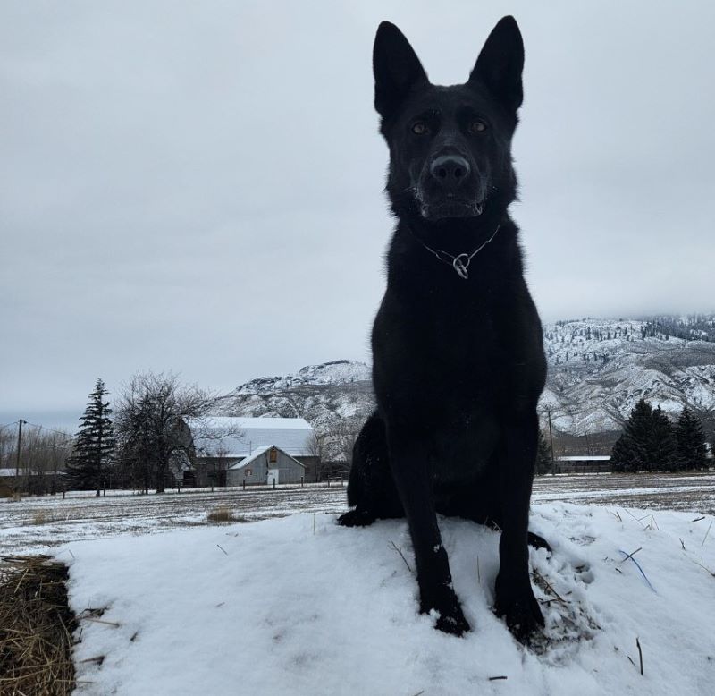 <who> Photo Credit: Kamloops RCMP
