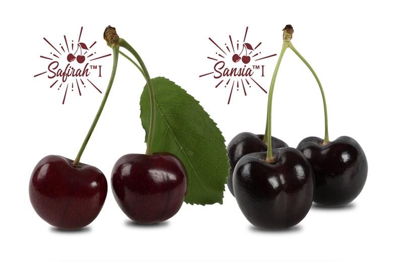 <who>Photo credit: World Fresh Exports</who>This image is being used to promote the new varieties.