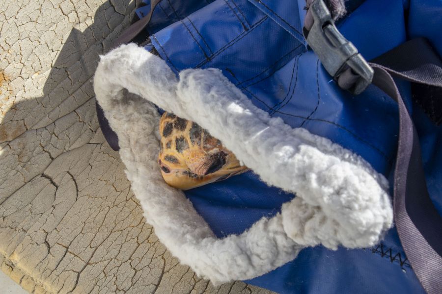 <who>Photo credit: SeaWorld San Diego 
