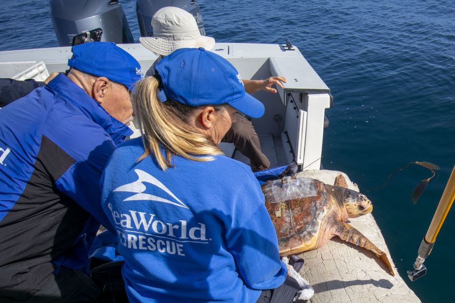 <who>Photo credit: SeaWorld San Diego 