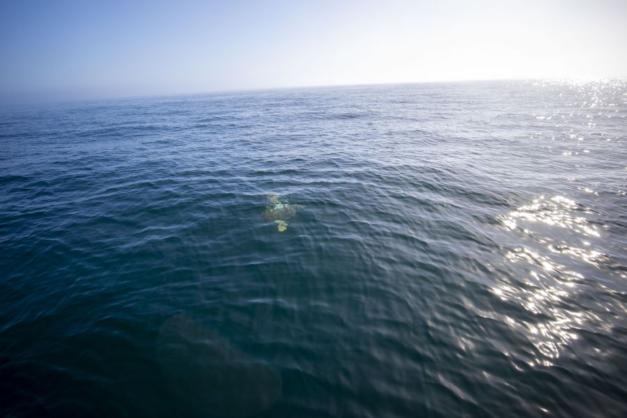 <who>Photo credit: SeaWorld San Diego 