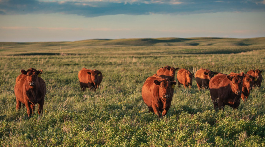 <who> Photo credit: Canadian Press/Conservancy of Canada </who> The McIntyre Ranch in southern Alberta.