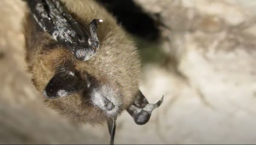 Photo Credit: Parks Canada/Canadian Wildlife Health Cooperative</who> A bat with white-nose syndrome (WNS).