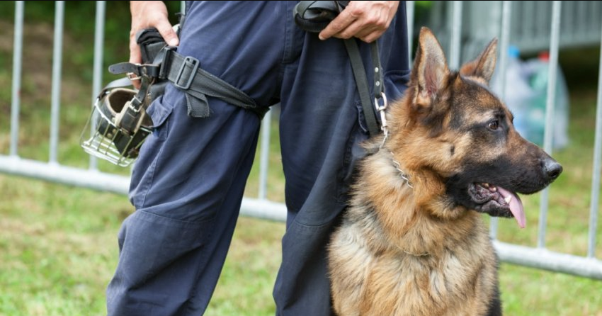 <who> Photo Credit: 123rf </who> Stock picture of a police dog.