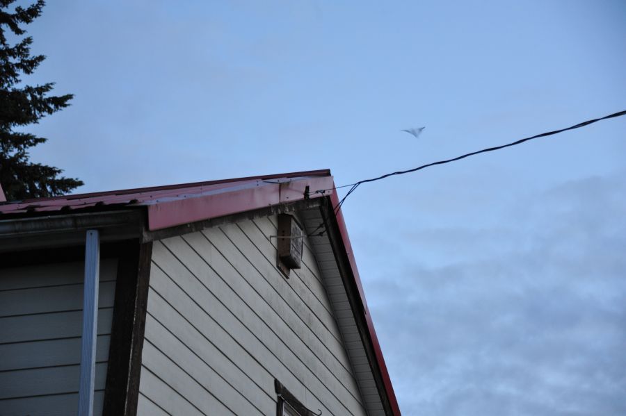 <who> Photo Credit: Dave Flawse/The Discourse</who> A bat flies near a Comox Valley house during a volunteer bat count on June 18.