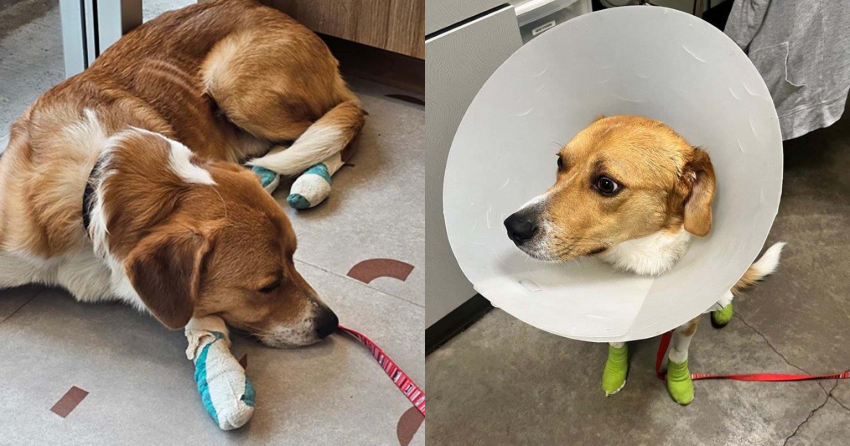 <who>BCSPCA