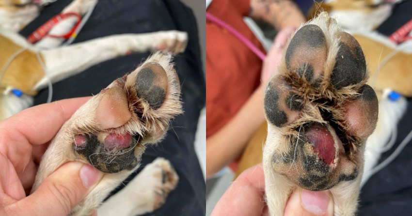<who>BCSPCA