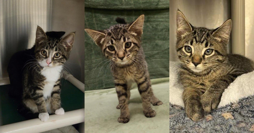 <who>BCSPCA