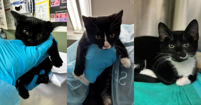 <who>BCSPCA