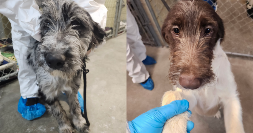 <who>BC SPCA
