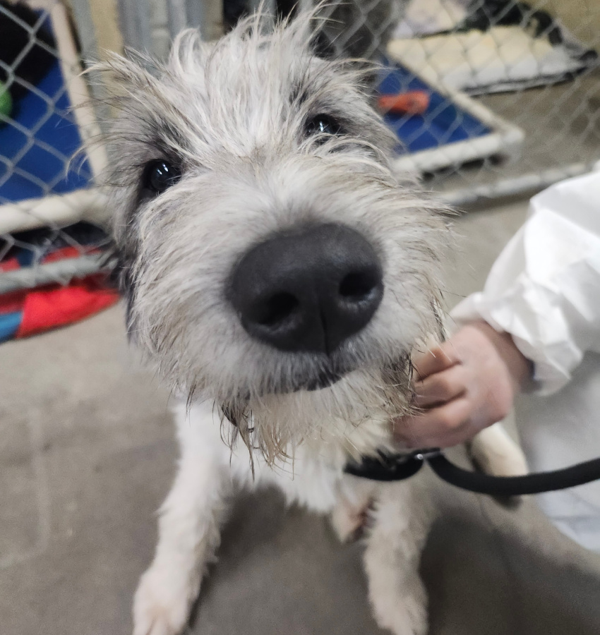 <who>BC SPCA
