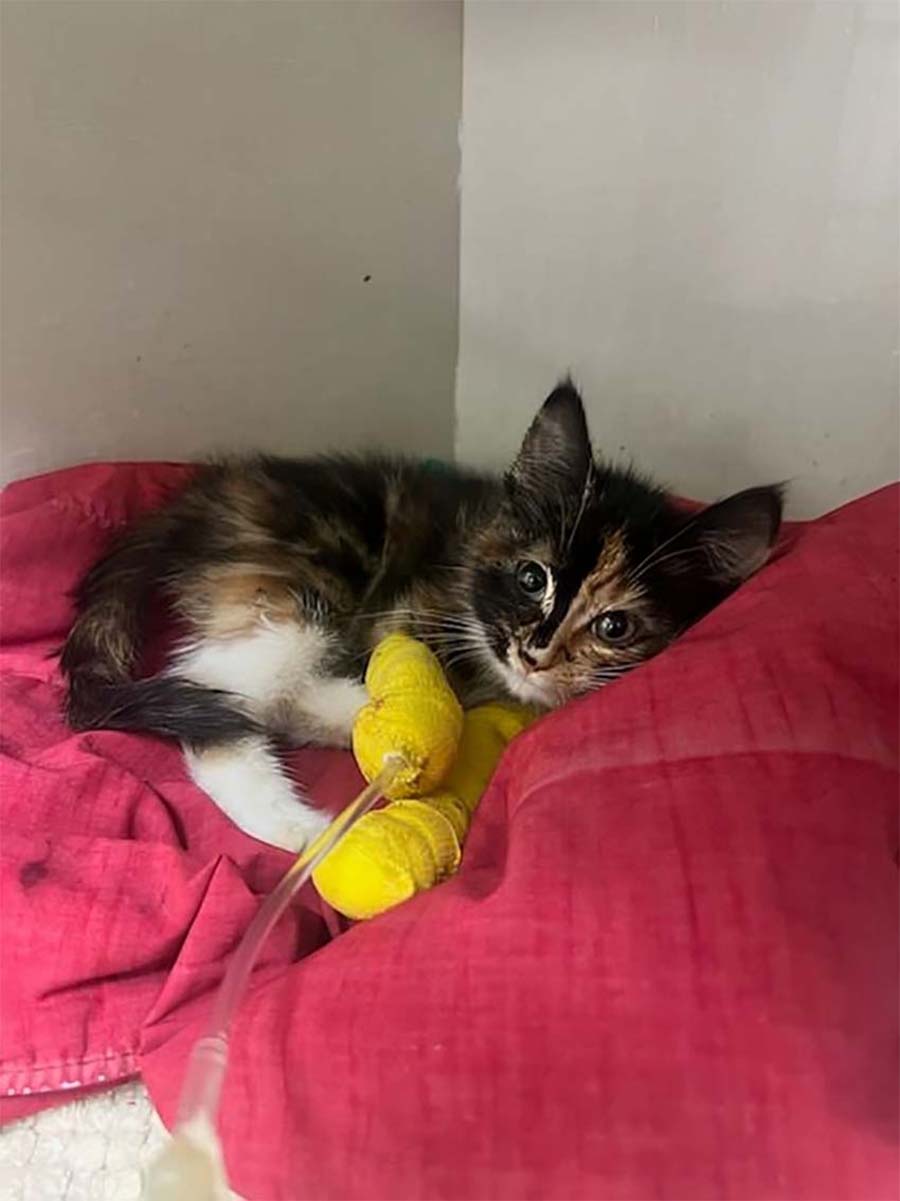 <Who>BCSPCA