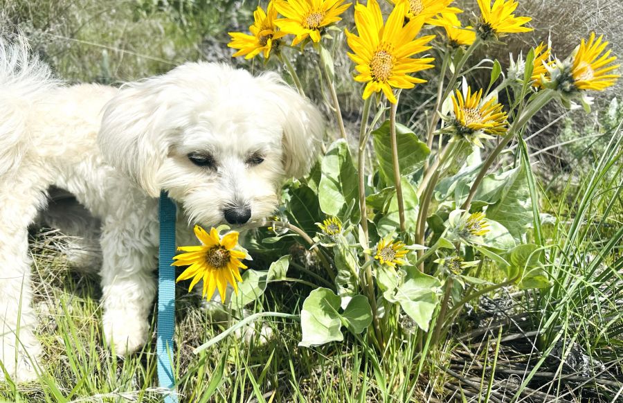 <who>Photo credits: Steve MacNaull/NowMedia Group</who>Daisy the dog smells the Okanagan sunflowers at Kalamoir Regional Park in West Kelowna.