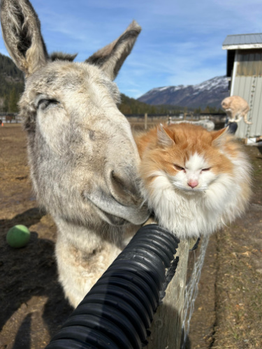 <who> Photo Credit courtesy of Turtle Valley Donkey Refuge </who> mammoth donkey Guinness and cat pal Butternut.