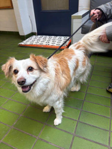 <who> Photo Credit: BC SPCA </who> Marley.