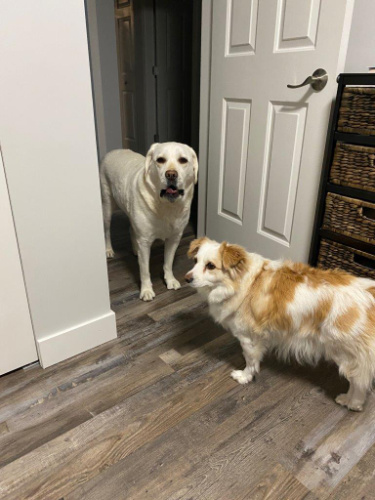 <who> Photo Credit: BC SPCA </who> Marley in his foster home.