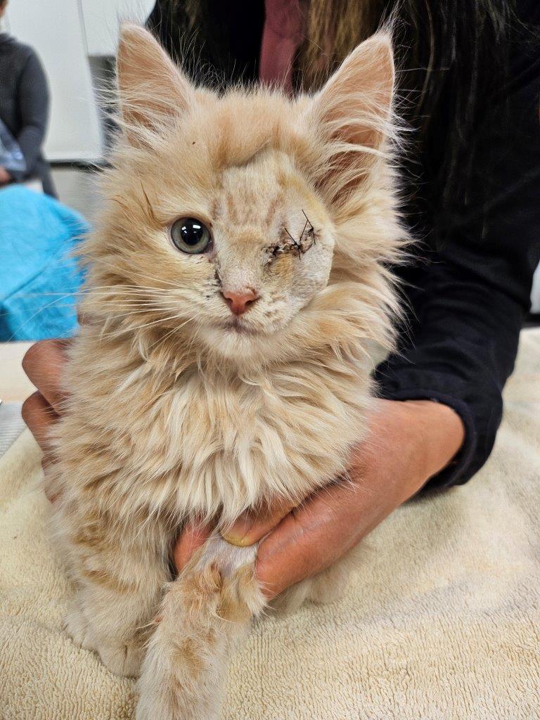 <who>BC SPCA