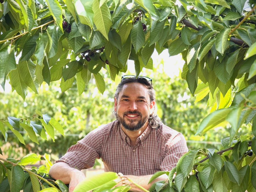 <who>Photo credit: Summerland Varieties Corp.</who>Nick Ibuki, the business development manager at Summerland Varieties Crop., looks through a Sansia cherry tree.