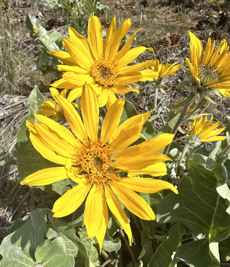 </who>Always yellow, always classically beautiful.