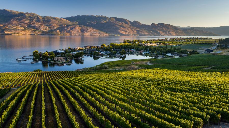 </who> Old Vines has stunning views over vineyard and Okanagan Lake to the mountains beyond.