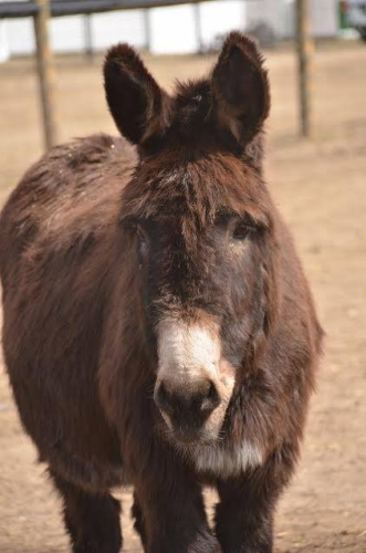 <who> Photo Credit courtesy of Turtle Valley Donkey Refuge </who> Rooster is the oldest donkey at the refuge.
