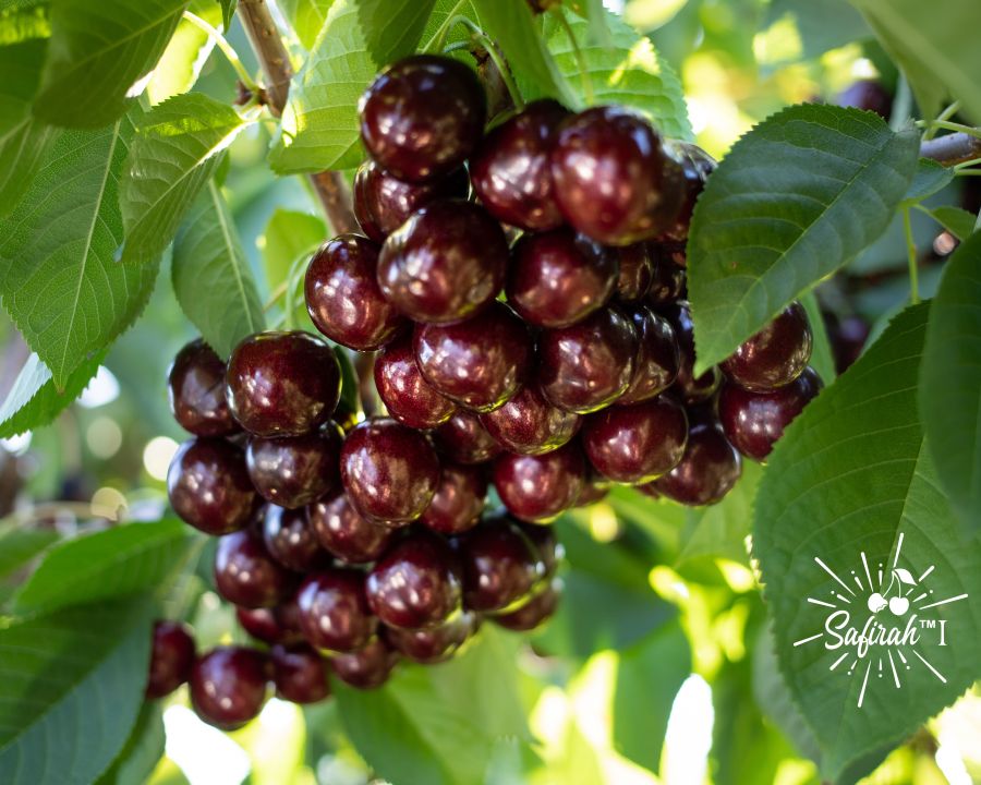 <who>Photo credits: Summerland Varieties Corp.</who>Safirah cherries on the tree, above. Sansia, below.