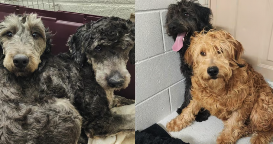 <who> Photo Credit: BC SPCA </who> Some of the dogs seized in 2024.