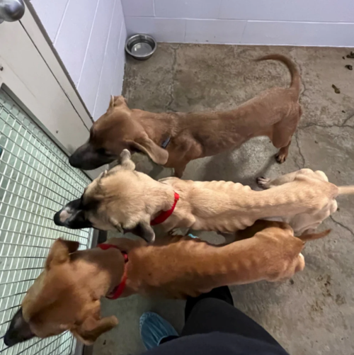 <who> Photo Credit: BC SPCA