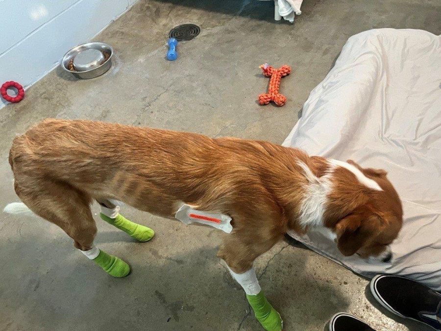 <who>BCSPCA