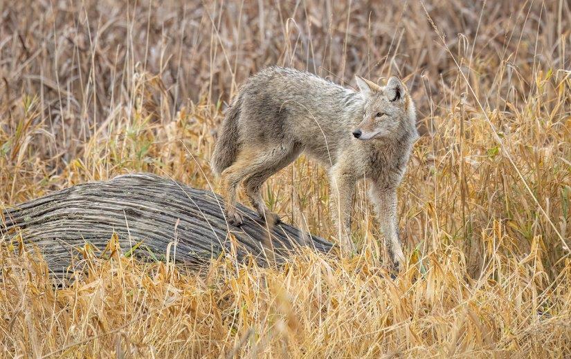 <who>Photo credit: Janine Brooke