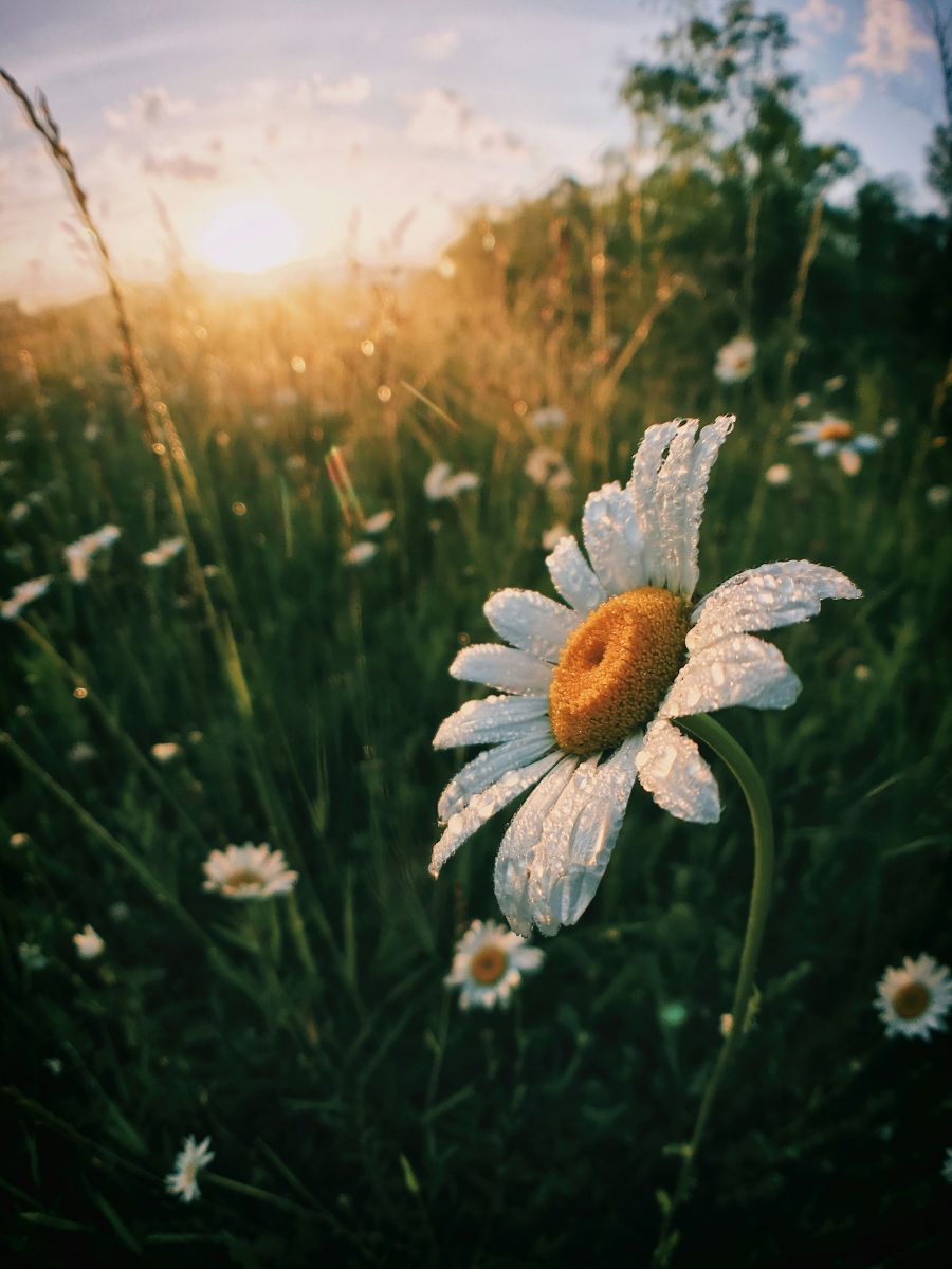 <who>Photo credit: Aaron Burden on Unsplash</who>Who doesn't love summer?