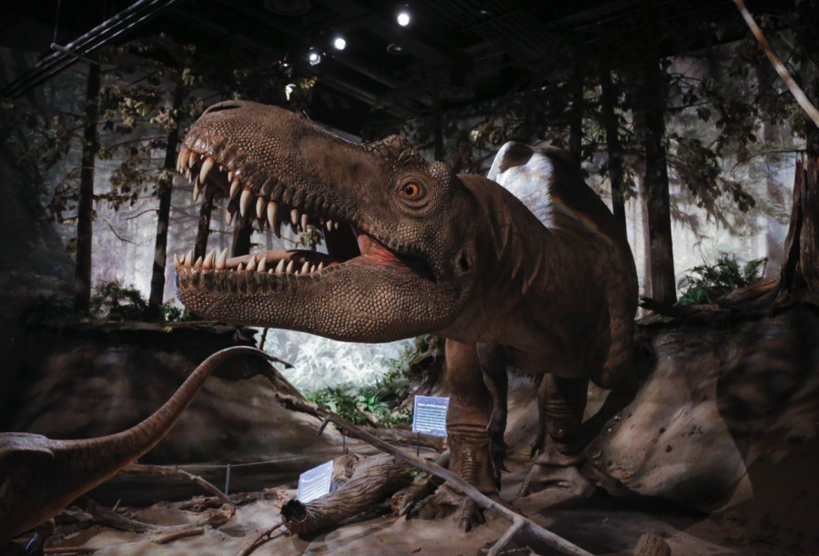<who> Photo credit: Canadian Press </who> An Albertosaurus on display at the Royal Tyrrell Museum in Drumheller.
