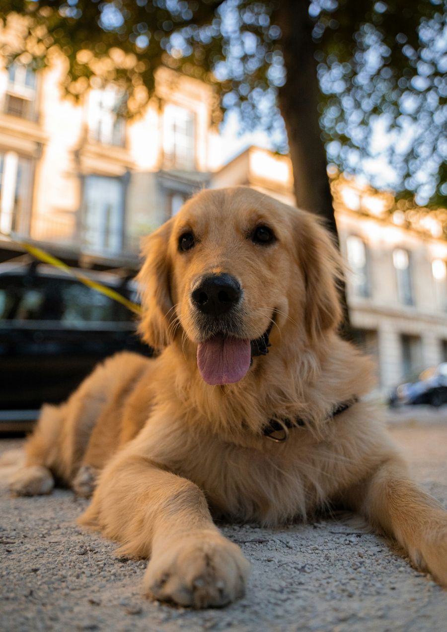 <who>Photo credit: Anthony Persegol on Unsplash</who>Don't let your dog eat any chocolate this Easter (or any time, for that matter).