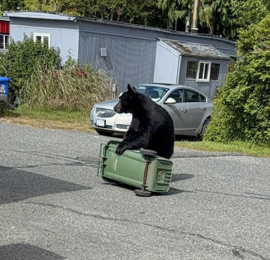 <who> Photo Credit: Lisa Falloon/Facebook</who> A young adult male black bear jostles with a garbage bin in Ucluelet.