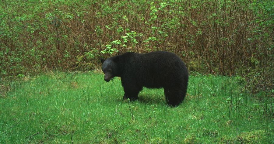 <who> Photo credit: Parks Canada </who> A remote wildlife camera caught this black bear eating grass in the Pacific Rim National Park Reserve.