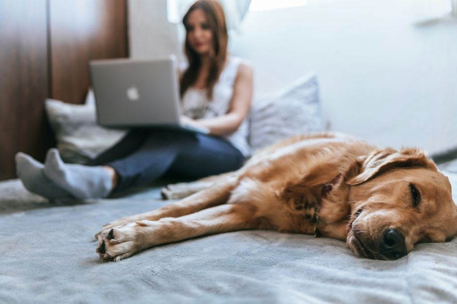 <who>Photo credit: Bruno Cervera on Unsplash</who>Grab the computer and kick back beside the sleeping dog to get some work done.