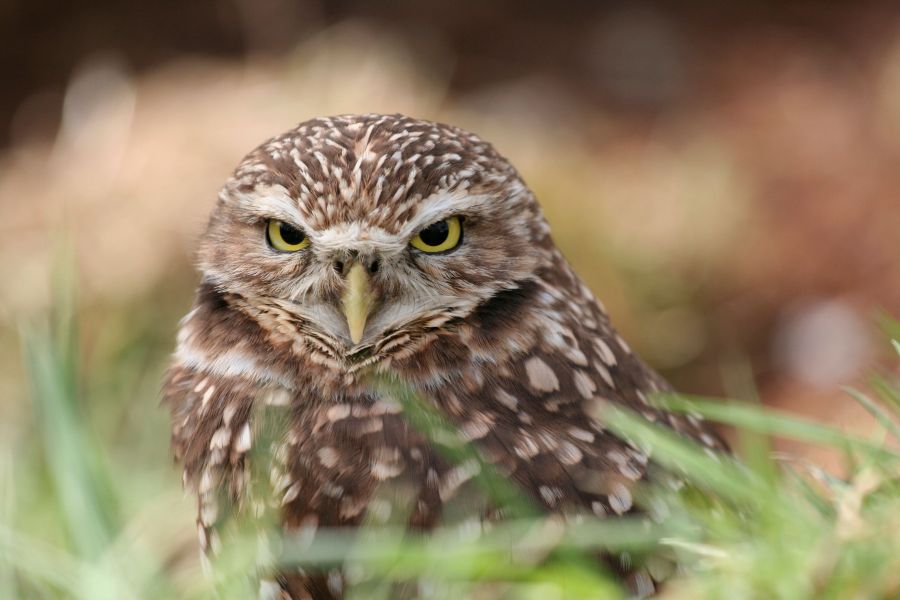 <who>Photo credit: Burrowing Owl Winery</who>The winery's namesake.