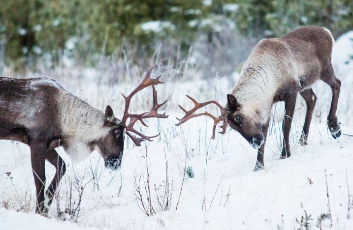 <who>Photo credit: David Moskowitz/Wilderness Committee</who>The southern mountain caribou is a unique ecotype of the more common woodland caribou. Both are the same species as the reindeer of northern Europe and Siberia.