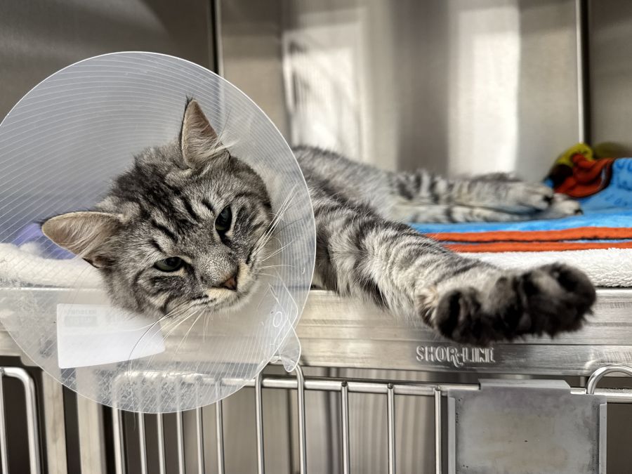 <who>Photo Credit: Okanagan Humane Society