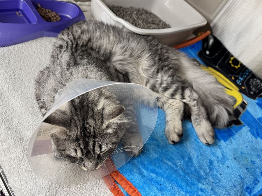 <who>Photo Credit: Okanagan Humane Society
