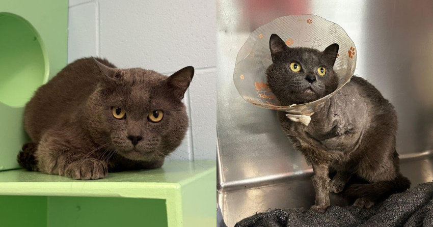 <who>Photo Credit: BC SPCA</who>The cat after amputation surgery.