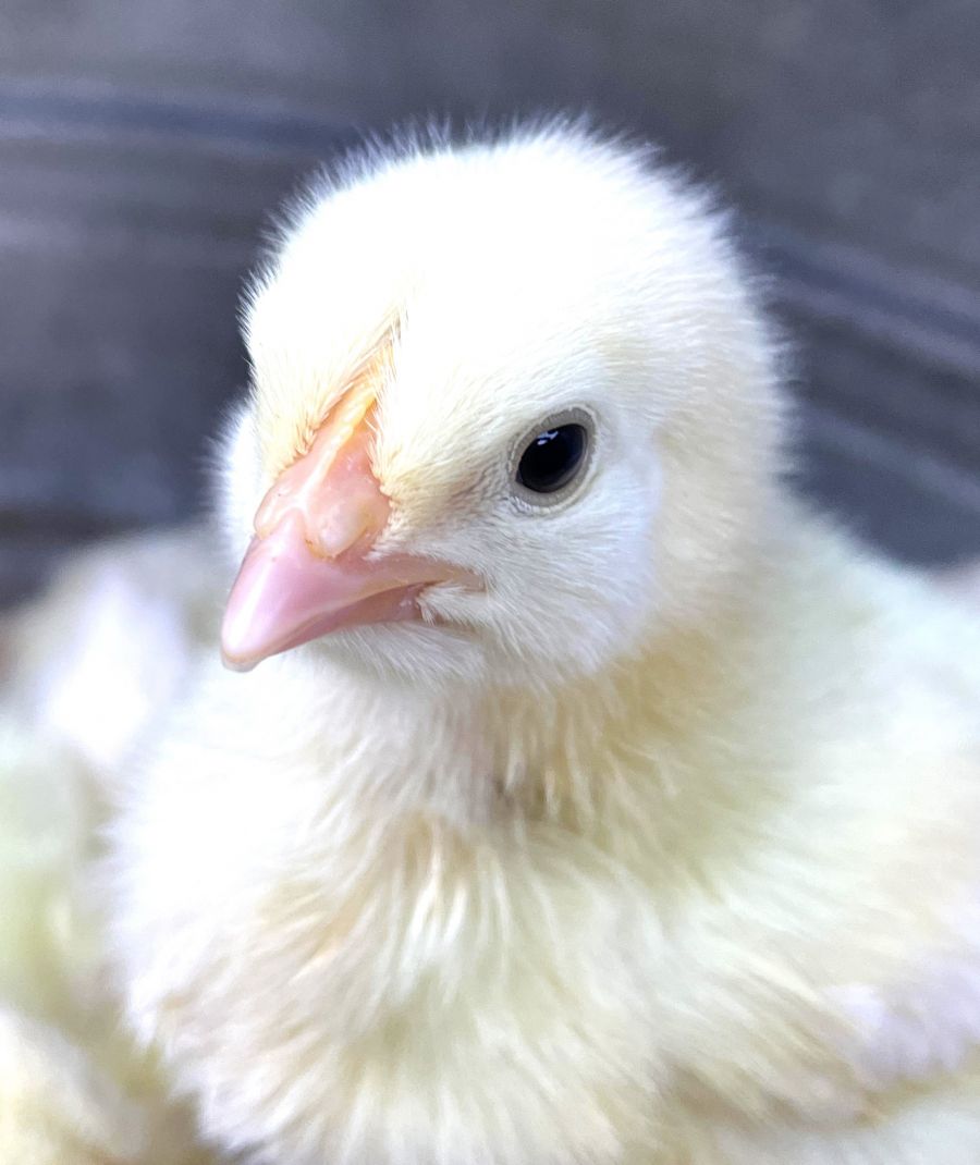 <who>Photo credit: Steve MacNaull/NowMedia Group</who>Chicks that are three to seven days old are perfect for the holding program.