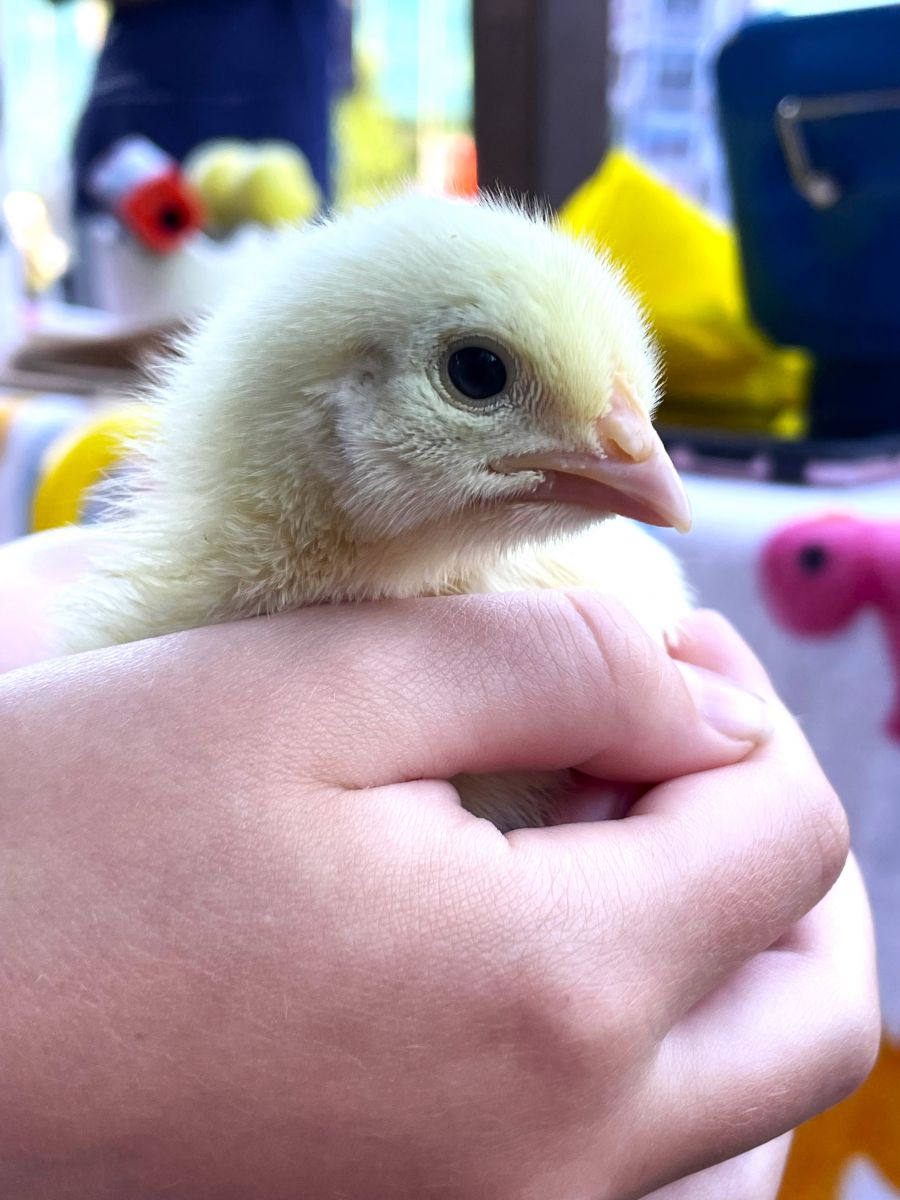 <who>Photo credit: Steve MacNaull/NowMedia Group</who> Leaving you with another chick close up.