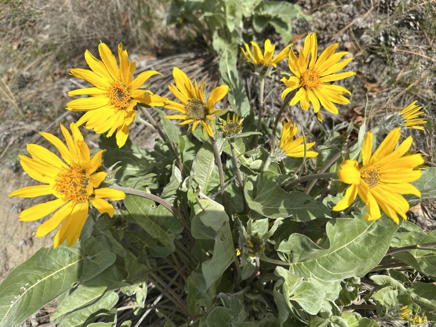 </who>Each Okanagan sunflower plant has multiple blooms that resemble a bouquet.