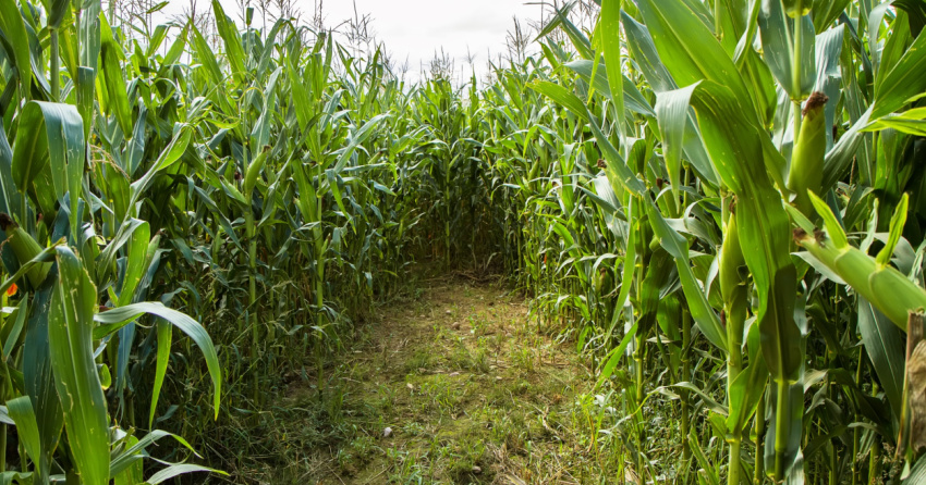 A file image showing a corn maze.