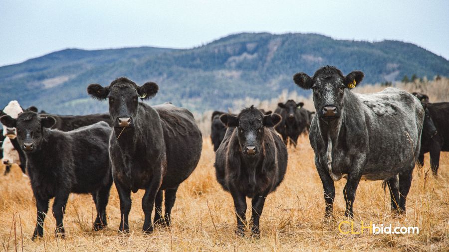 <who>Photo credit: CLHBid.com</who>Angus cows graze in the endless pastures of The Hat Creek Ranch Collection.