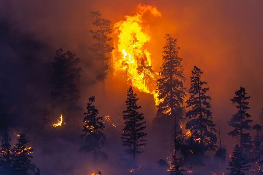 <who>Photo Credit: NowMedia/Gord Goble</who>The Crater Creek wildfire caused significant damage to several trails and destroyed a pair of backcountry campgrounds in Cathedral Park two summers ago.
