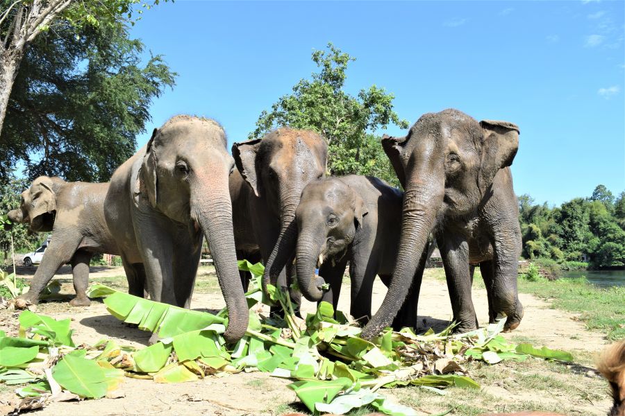 </who>Also on the top 10 list is Bangkok, Thailand, were you can see elephants just outside the city.